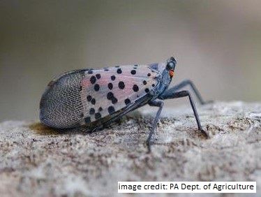 Photo of Spotted Lanternfly